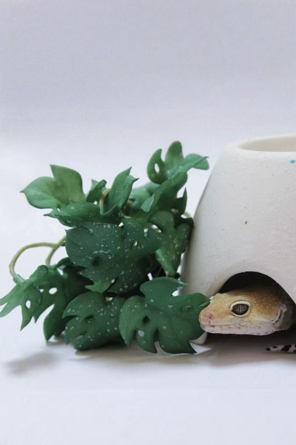 Oisle Eco-Friendly Ceramic Shelter, Breathable Shelter for Geckos & Snakes